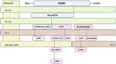 The Role of Melanocortin Plasticity in Pain-Related Outcomes After Alcohol Exposure